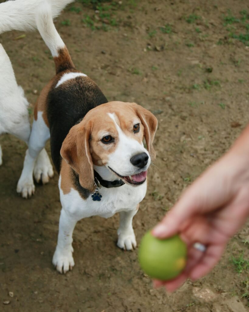 A Beagle stands on a dirt path, looking up with a wagging tail and an open-mouthed smile at a person's hand in the foreground holding a small green ball.